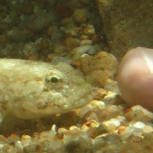 Gobius_sp_960x540_Kachel_300x300