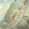 Mullus_surmuletus_03_960x540_Kachel_300x300