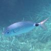Oblada_melanura_300x300