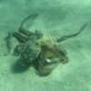 Octopus_vulgaris_06_300x300