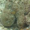 Octopus_vulgaris_06_300x300 Octopus_vulgaris_06_300x300