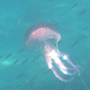Pelagia_noctiluca_IMG_1548_300x300