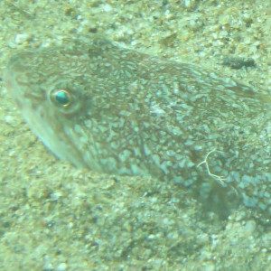 Poisson-lezard_raye_02_960x540_Kachel_300x300