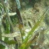 Posidonia_oceanica_detail_300x300