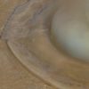 Rhizostoma_pulmo_IMG_7791_300x300