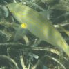 Sarpa_salpa_300x300