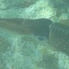 Sepioteuthis_sepioidea_02_300x300 Sepioteuthis_sepioidea_02_300x300