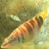 Serranus_scriba_04_300x300 Kleines quadratisches Bild von Serranus scriba