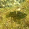 Symphodus_roissali_300x300