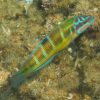 Thalassoma_pavo_femelle_v2_300x300 Kleines quadratisches Bild von Thalassoma pavo (f.)