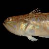 Trachinus_draco_1020x768_-_Wikipedia_Kachel_300x300