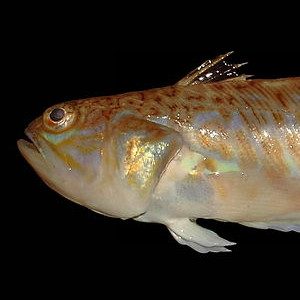 Trachinus_draco_1020x768_-_Wikipedia_Kachel_300x300